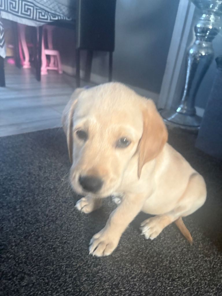 Puppie for sale
