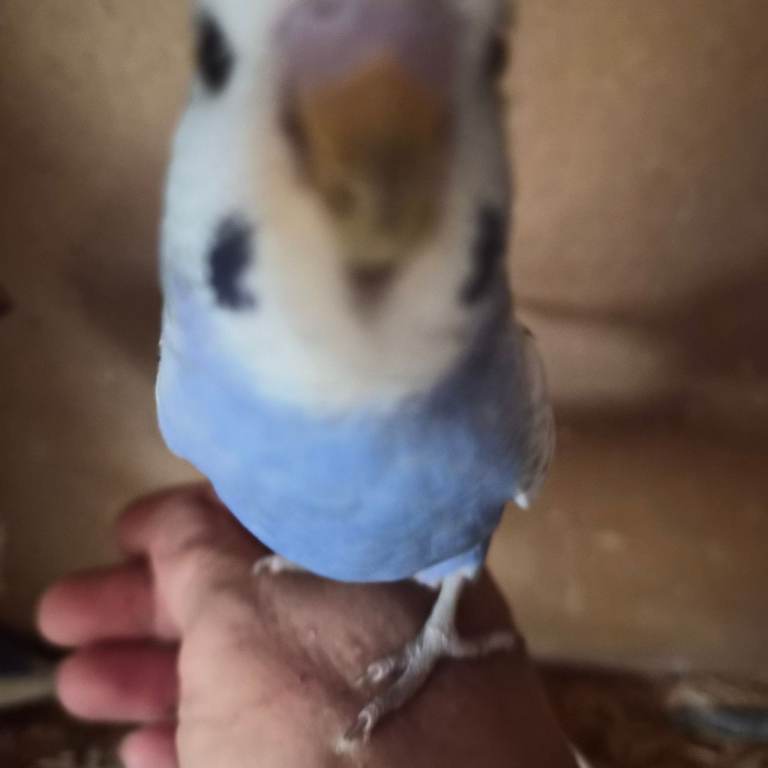 Baby budgies, 