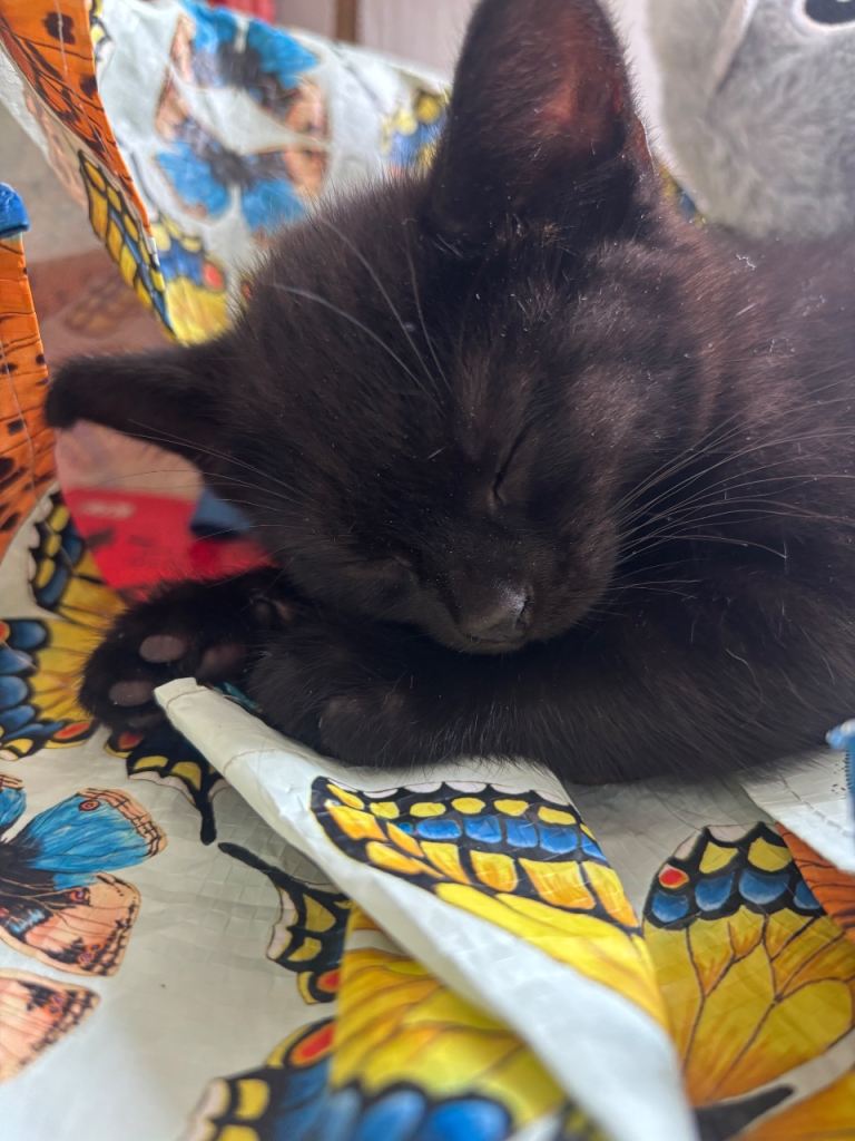Kittens Newcastle under Lyme 