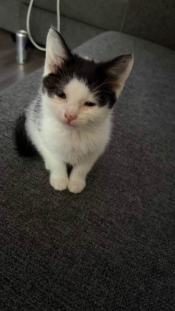 5 Adorable Kittens for Sale – Loving Homes Wanted