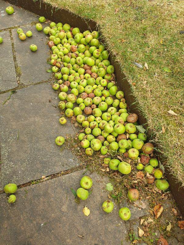 Windfall apples