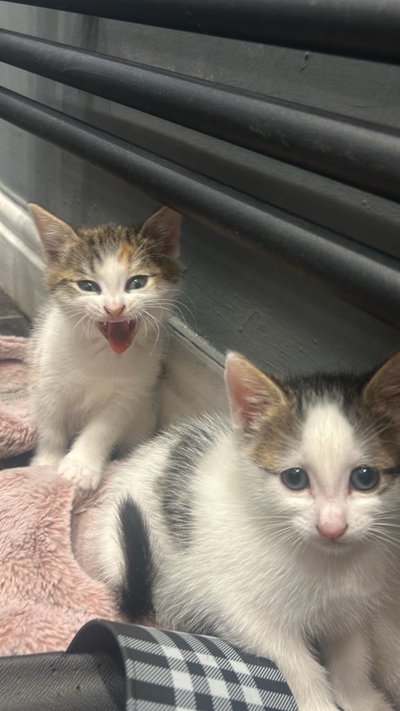 Kittens 