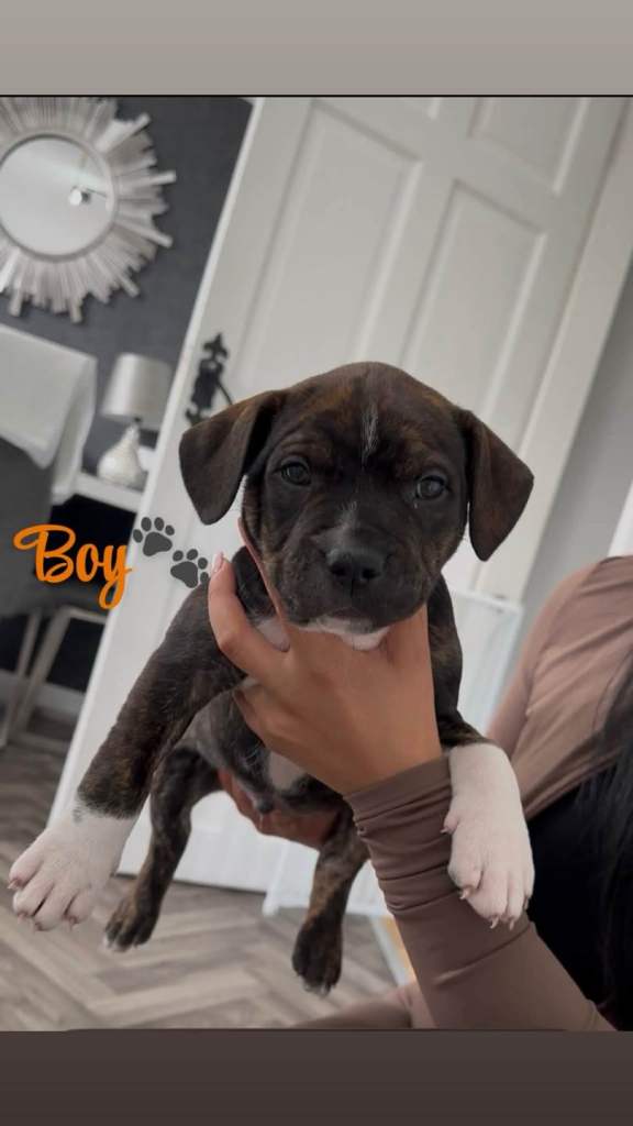 Staffordshire Bull Terrier Pups 