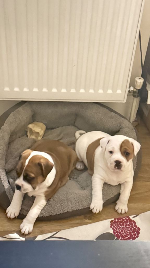 Staffy cross puppies looking for their forever home