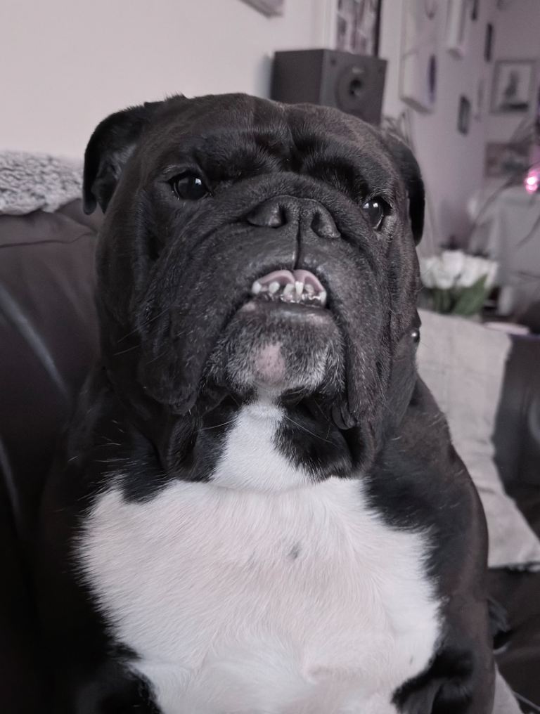 Bulldog to rehome 