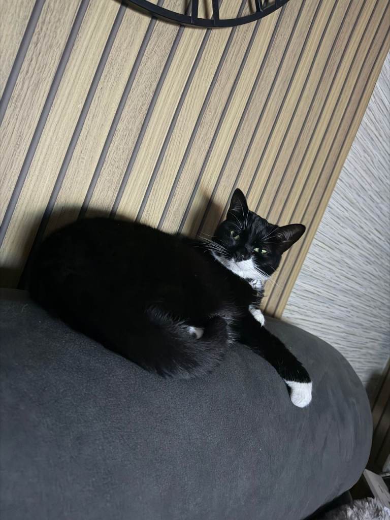 Black and white female neutered 5yrs old