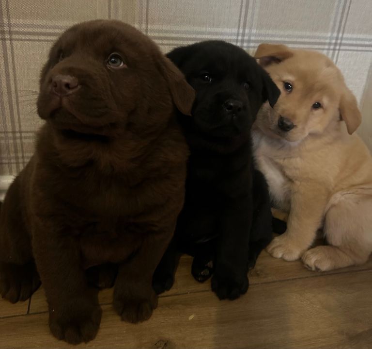 Outstanding Chabrador puppies 