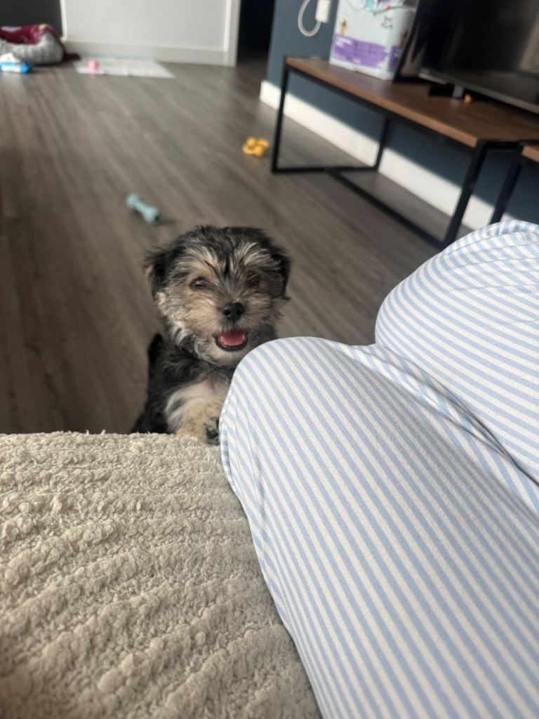 Yorkshire terrier puppy