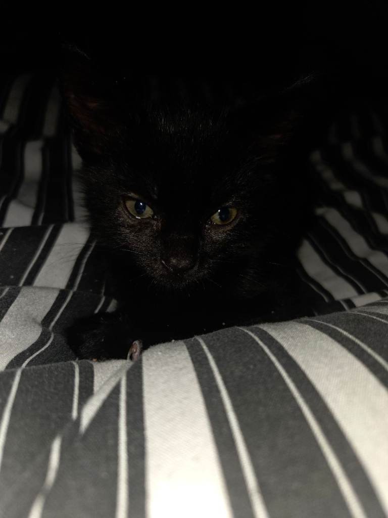 Please meet my 10 week old kitten 