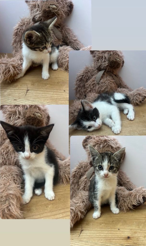 Male and female kittens for sale !! 
