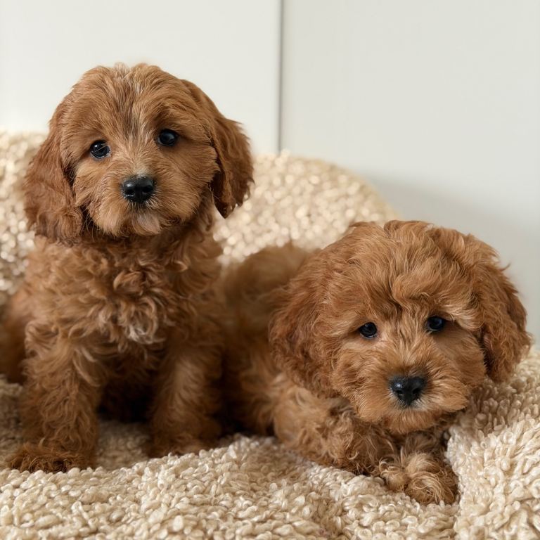 Cavapoo 