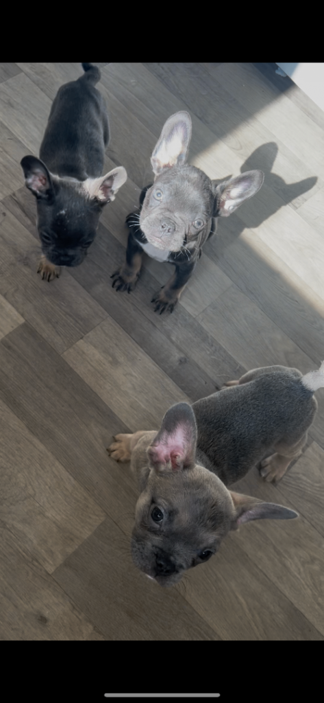 Kc registered French bulldogs 