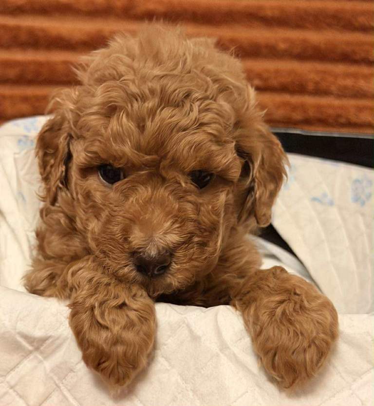 Beautiful Cockapoo Girls – Family Raised
