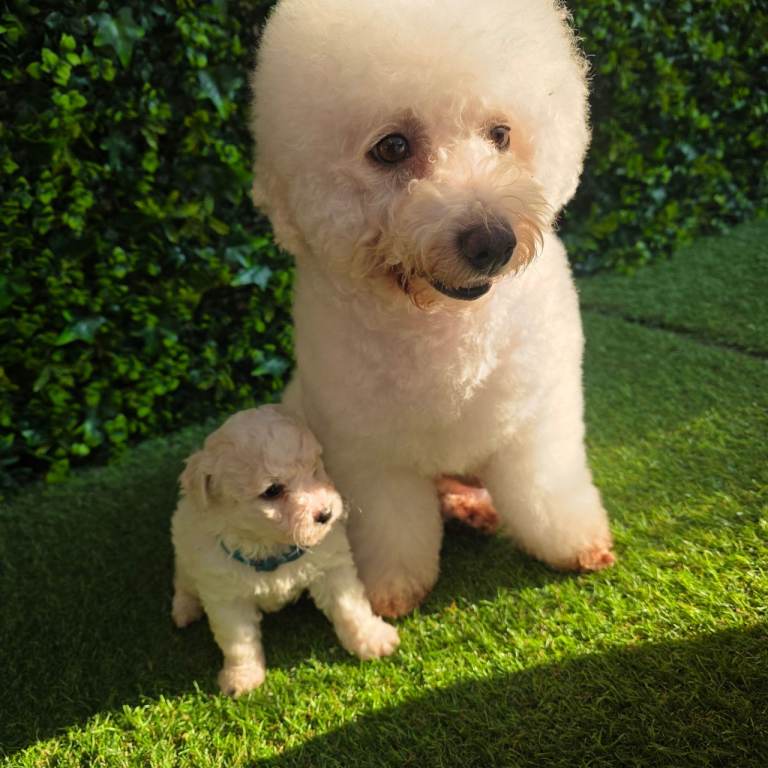 Bichon frise 