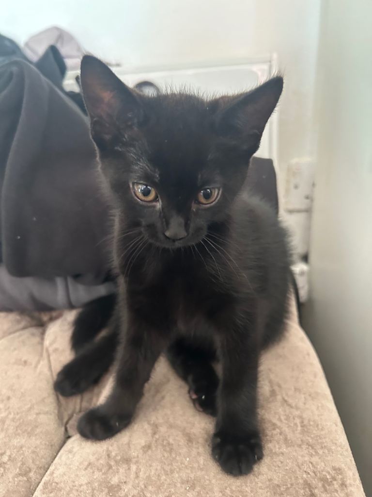 Black Girl Kitten