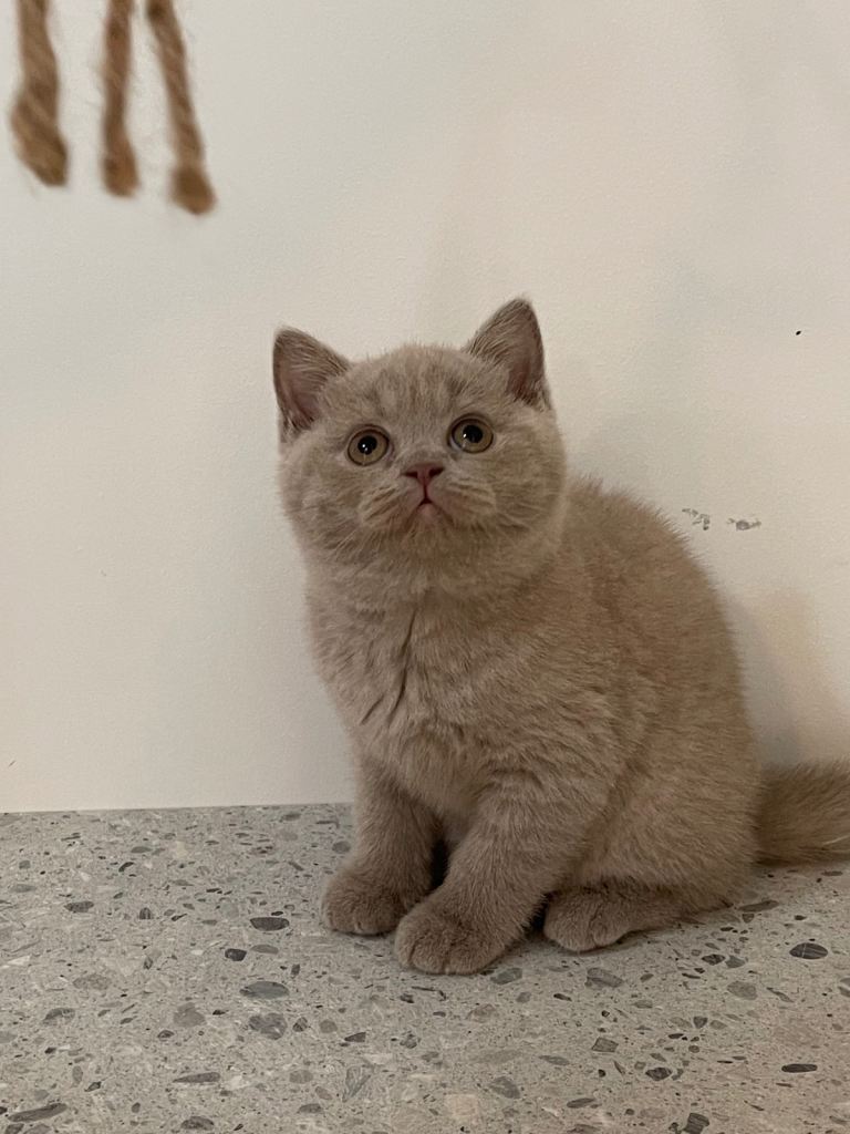 STUNNING GCCF REG BRITISH SHORTHAIR KITTEN