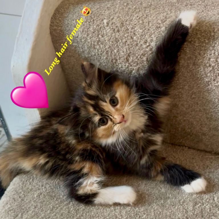 5 gorgeous kittens 😻 3 female🩷 2 male💙 