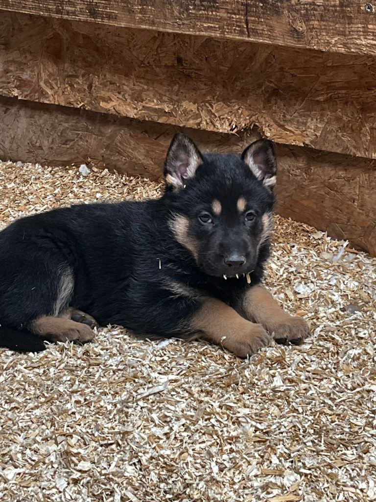 Stunning Bkack and tan German Shepard pups