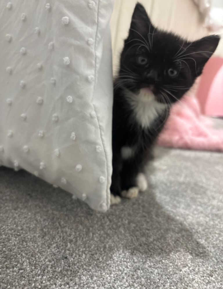 Black and white Boy £100 & All black girl £70 Kittens (8 weeks) 