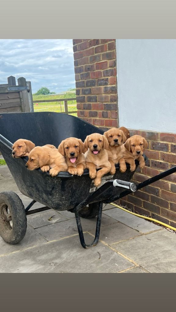 Fox red Labrador puppies