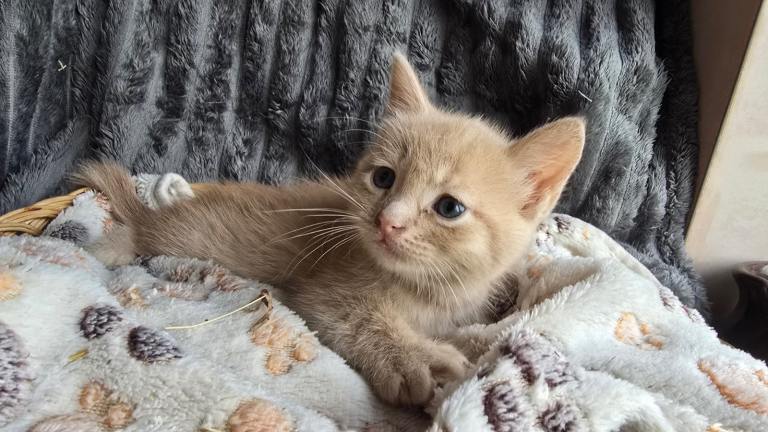 Ragdoll cross kittens 