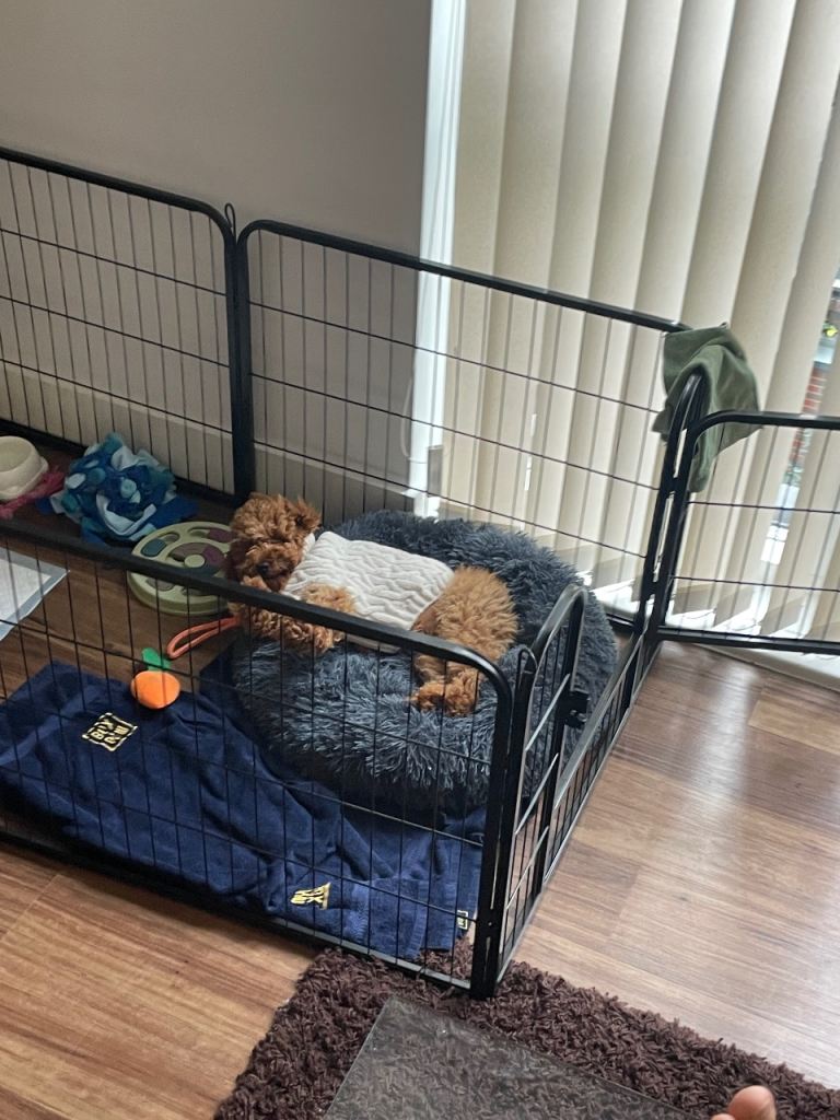 Dog crate
