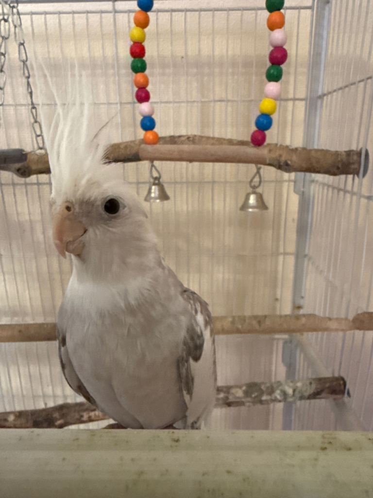 Cockatiel for sale 