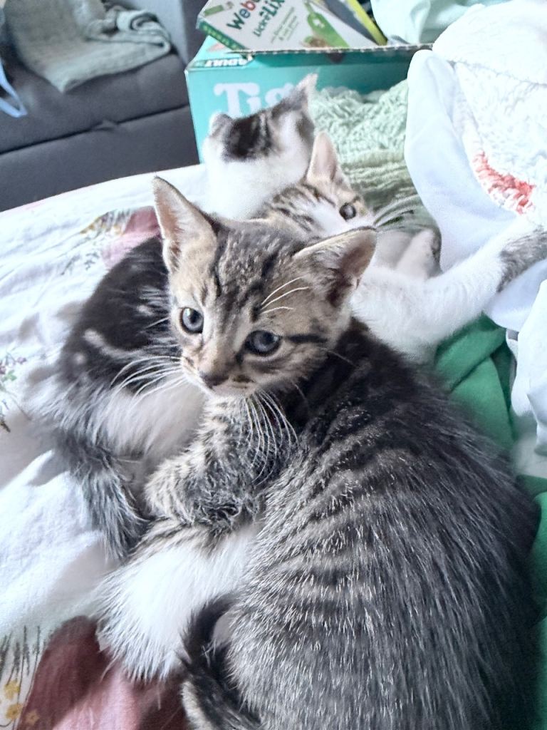 Kittens for salr