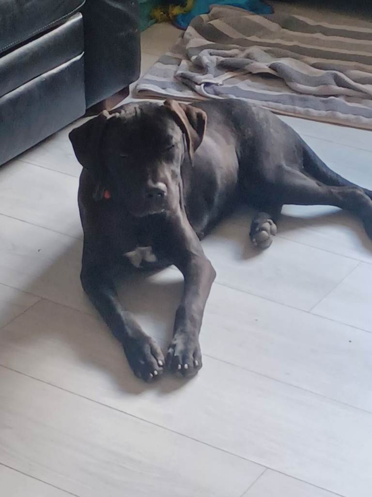 Cane Corso female 