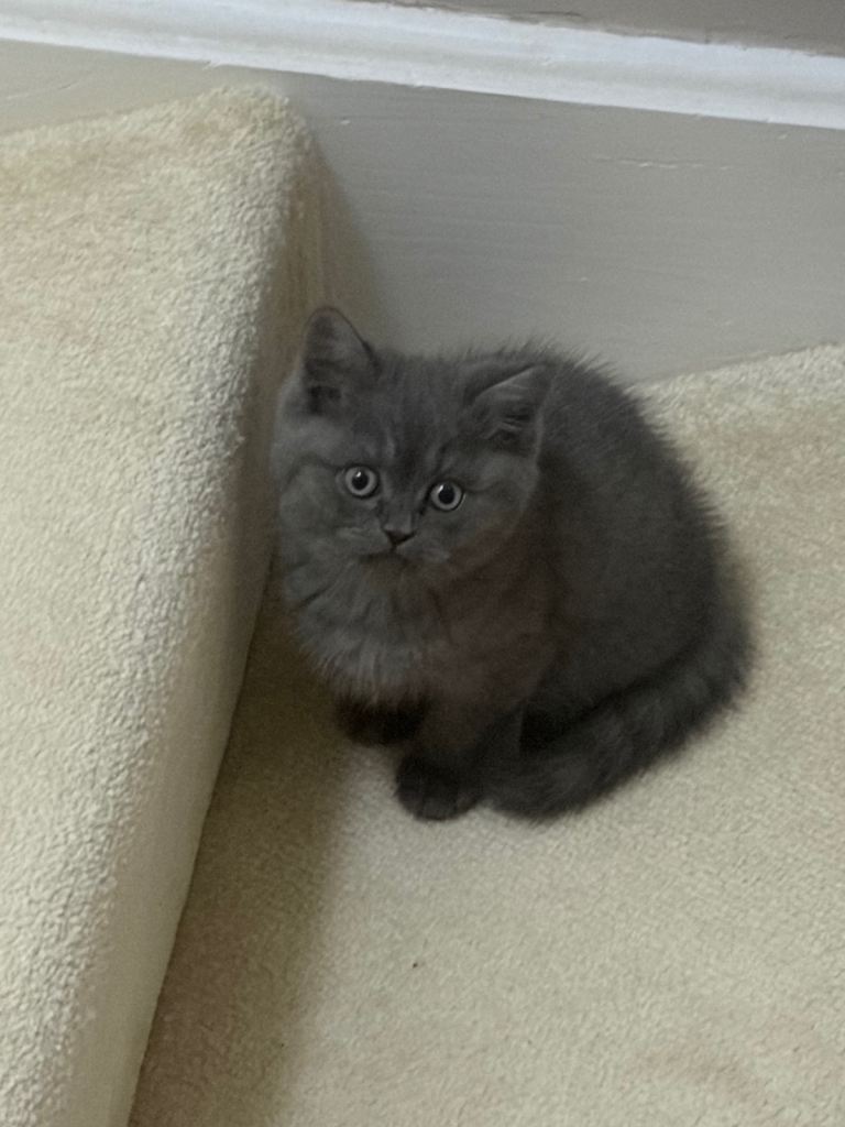 Persian x BSH kittens for sale last one 