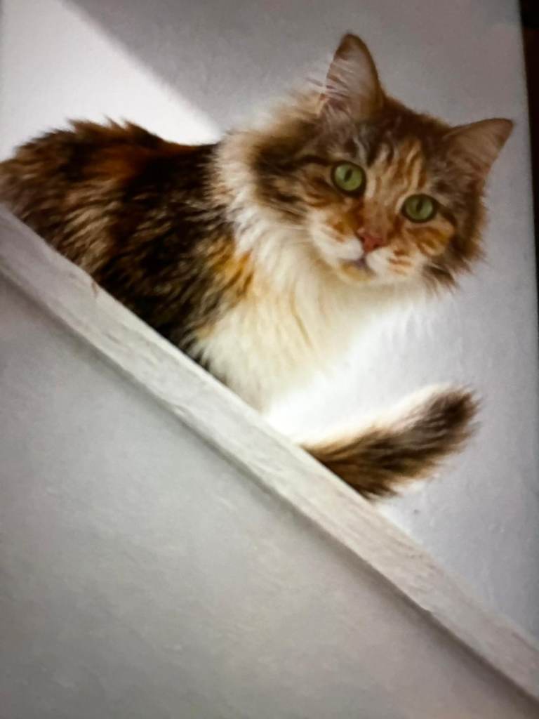 Missing cat 