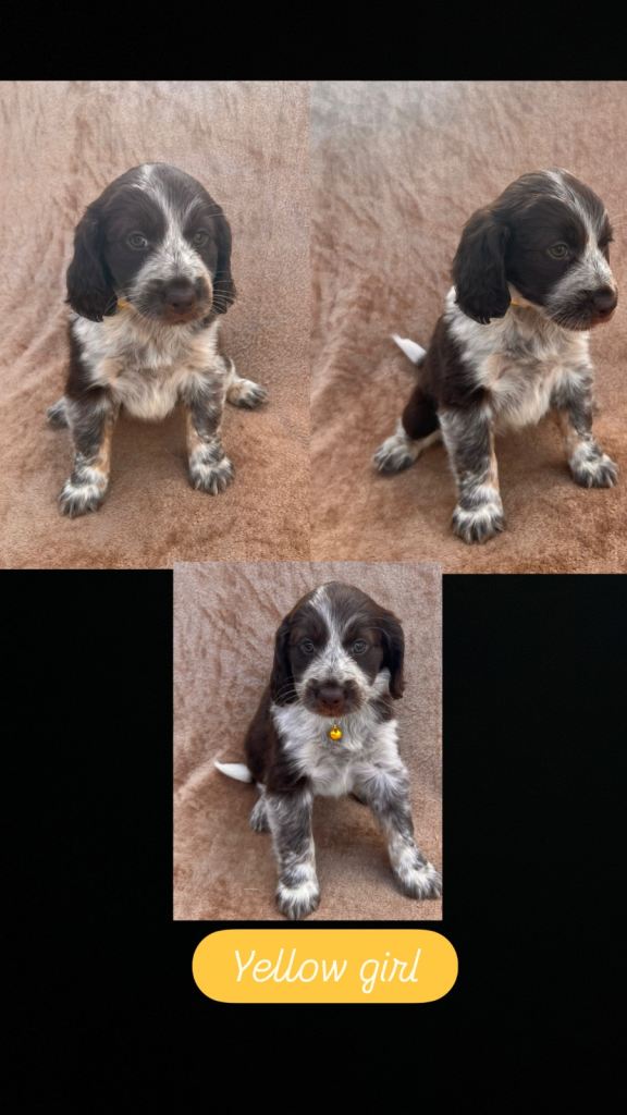Cocker spaniel-Tabiten terrier