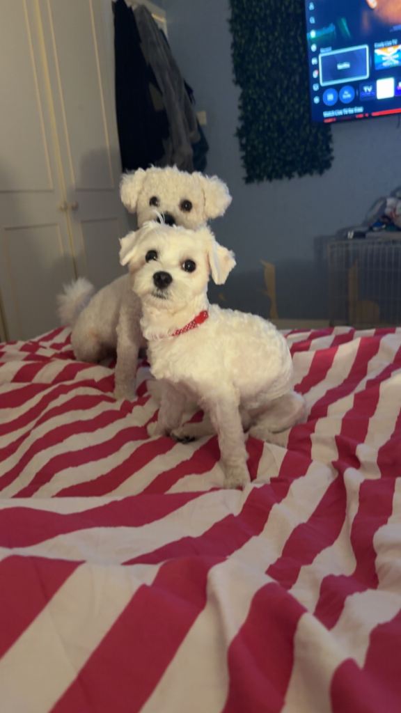 2 yrs old male dog for sale and 8months Maltese 