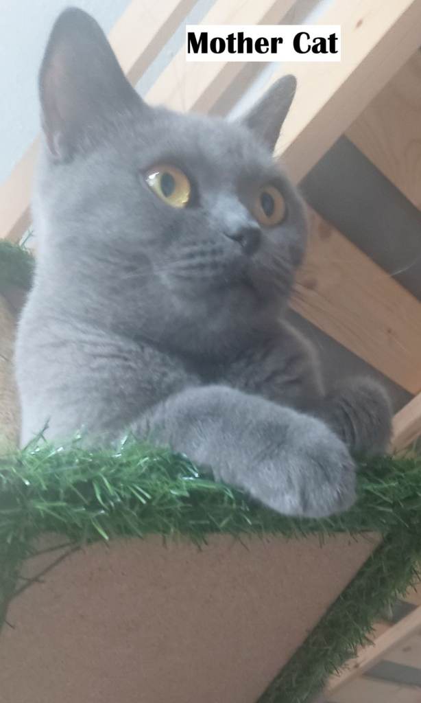 2 kittens are looking for a new home - mom British Shorthair