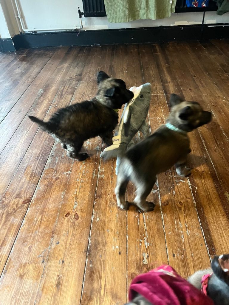 Belgium Mali x shepherd 