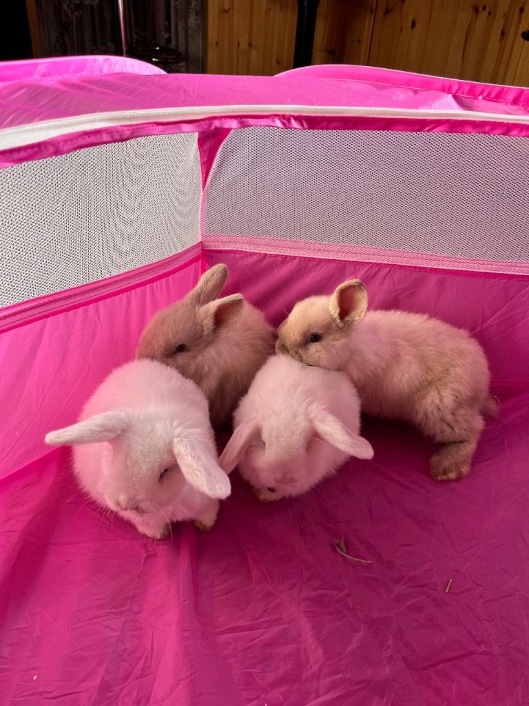 Mini lop rabbits 