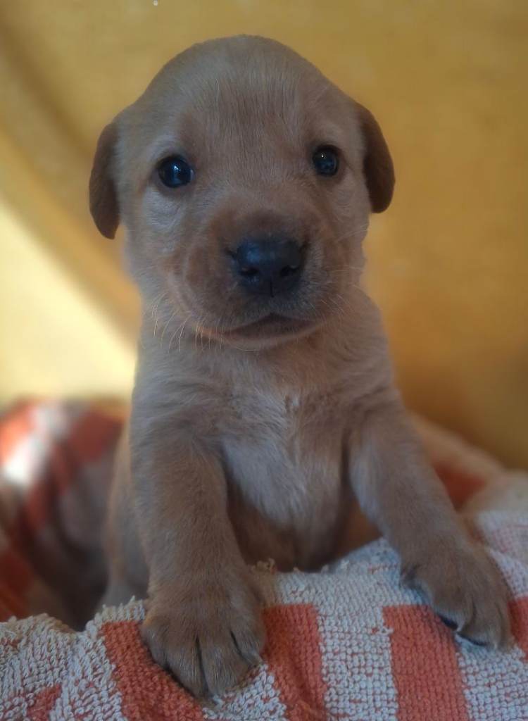 5th generation pegigree labrador pups 