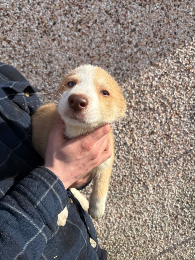 Only 3 boys left*husky x Aussie shepherd puppies*