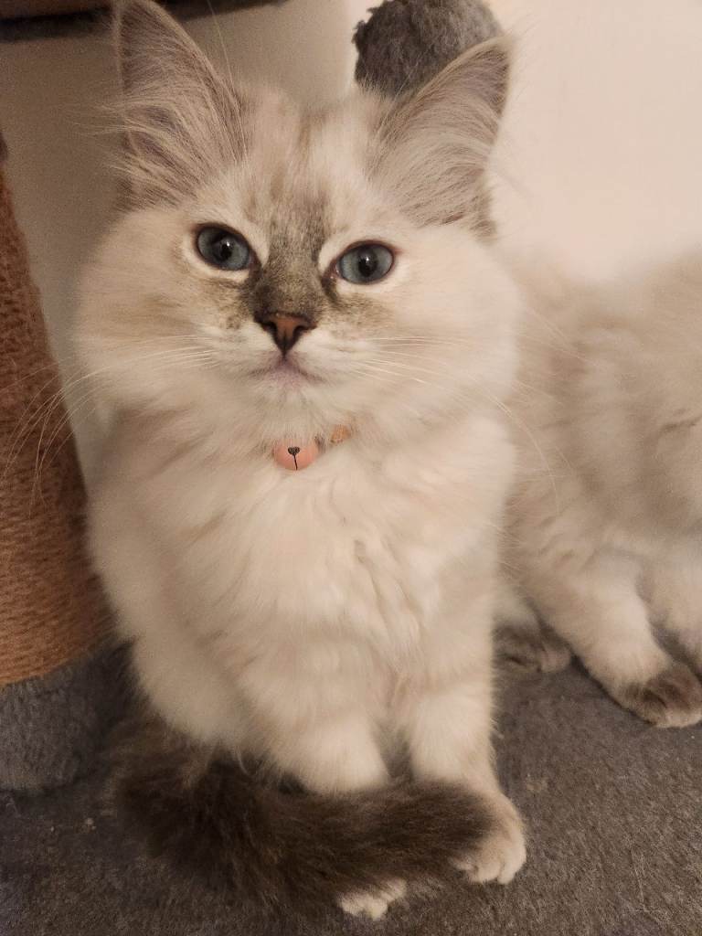 Ragdollls 