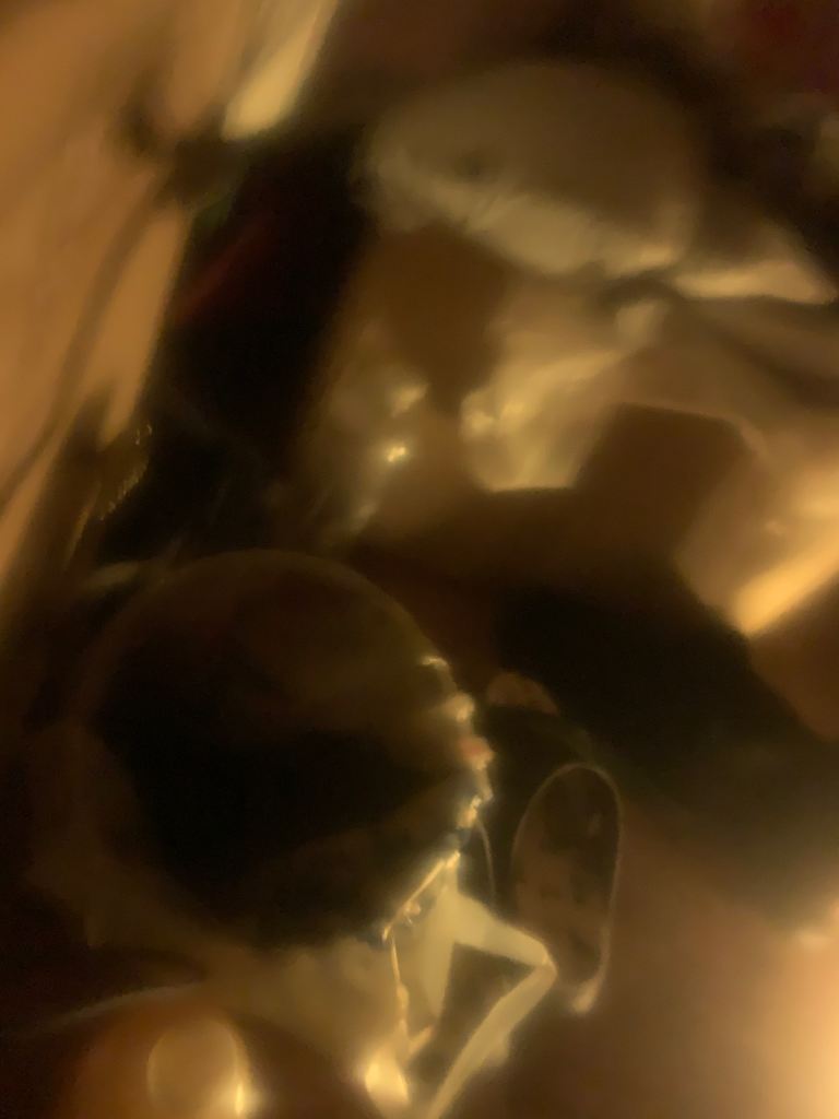 Lovely fluffy kittens 