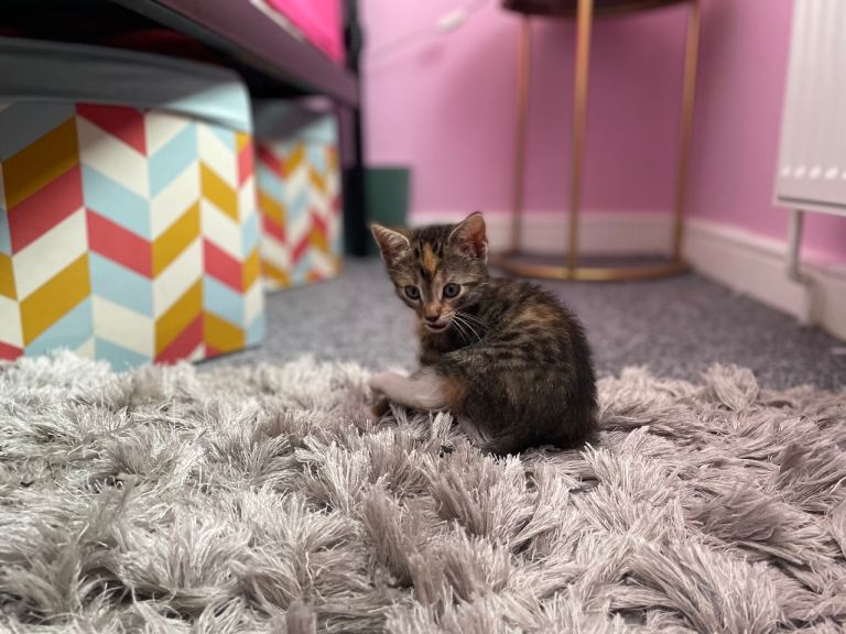 2 Kittens for sale (please check description!) 