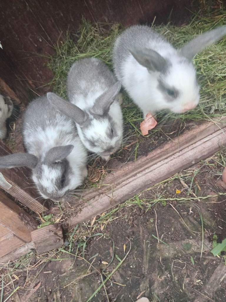 Rabbits for sale 