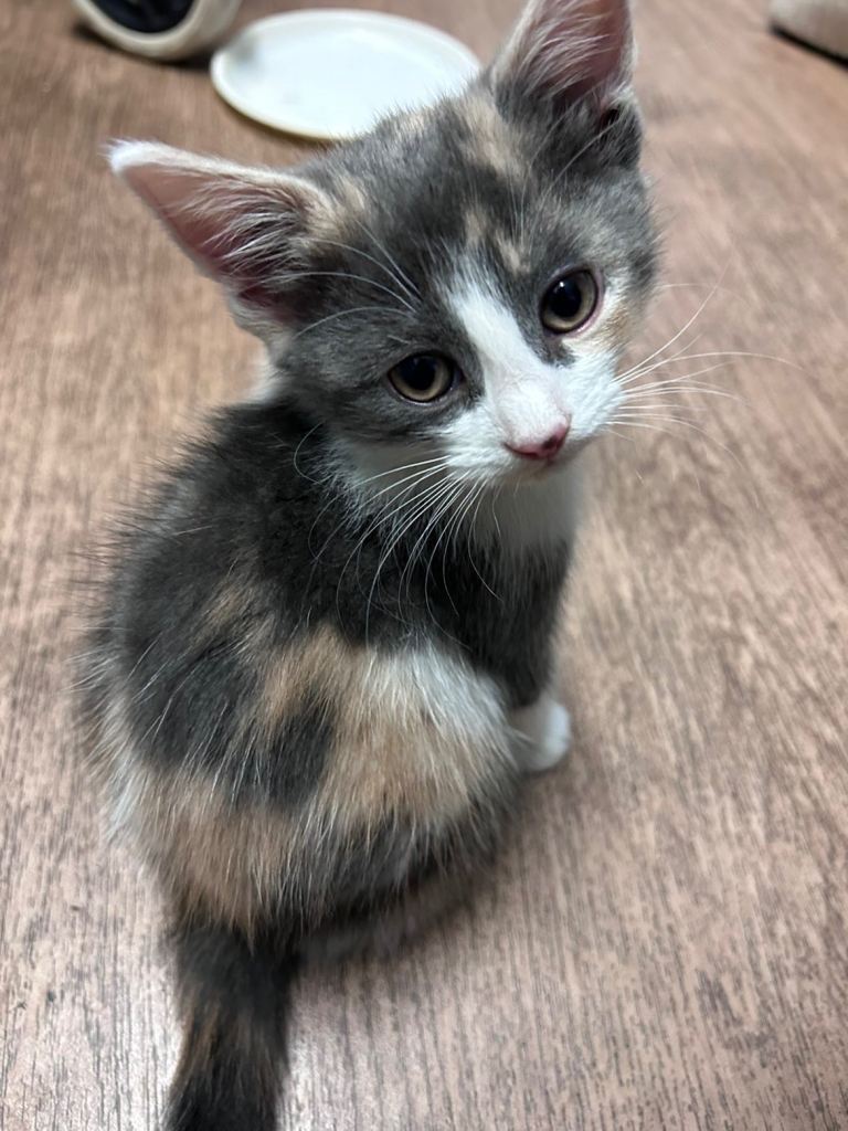 Female kitten!