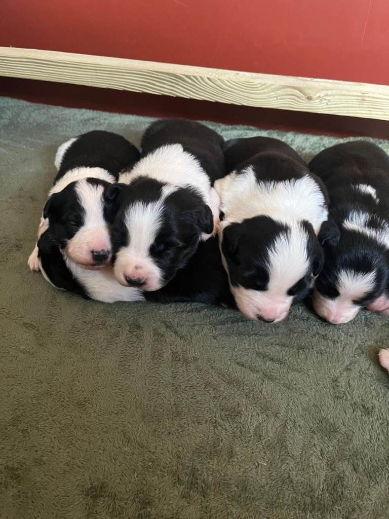 Border collie puppies 