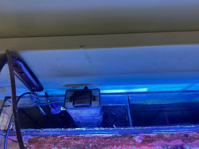 Established reef tank 