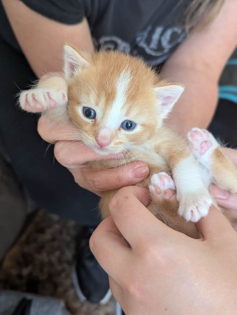 kittens for sale 