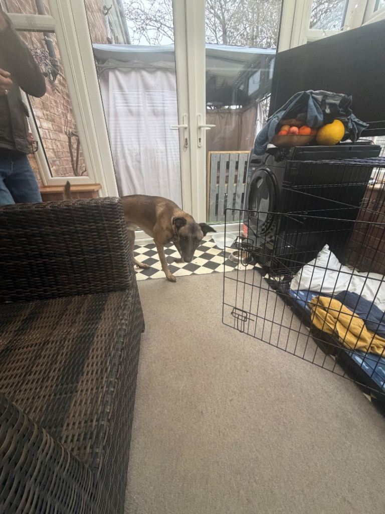 Belgian Malinois X Lurcher 