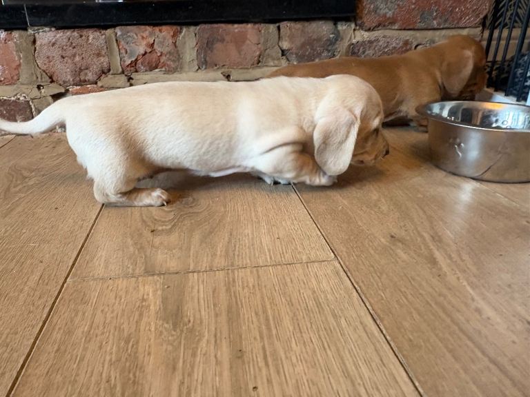 Cream KC miniature dachshunds 