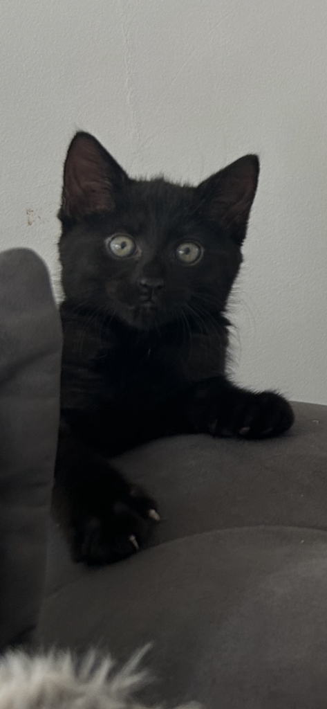 11 week old kitten