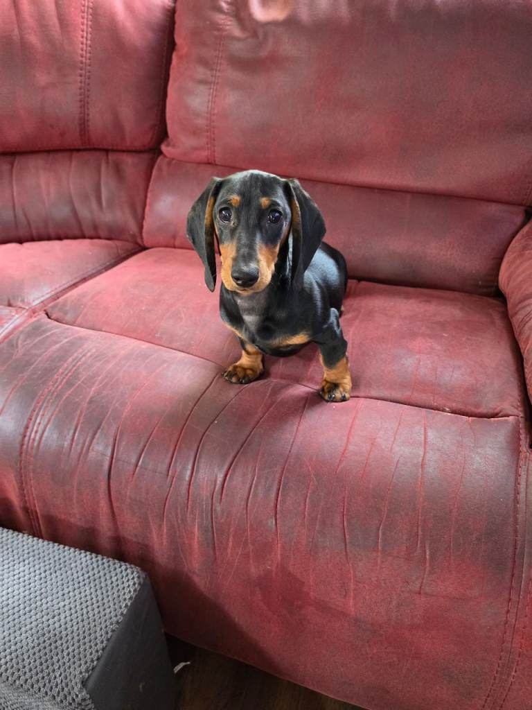 Dachshund puppy
